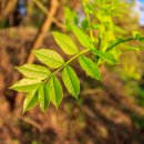 늘 푸른 나무 이미지