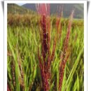 쇠똥구리마을 이미지