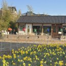 봄강아지 | 4월의 수원 행궁(+화성행궁, 행리단길) 봄 나들이...브리쉘프라이 행궁본점 츄플러스 맛집 강아지랑 1탄