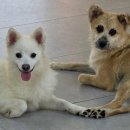 동물농장 이미지