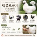 안정왕겨 | [강원청정흑염소] 관상용으로도 너무 예쁜 백봉 오골계 키우기! 초보자를 위한 사육 팁🐣