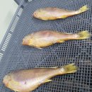 (판매종료)반건조 생선!! (大숫치민어,참조기,파조기,파굴비,병어,열기,등택어,띠먹갈치,황석어,병어,참돔,자반고등어,동태전감) 이미지