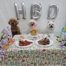 가치있개 반려견 유치원 이미지