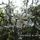 4월에 꽃 피는 나무-탱자나무(9), 만첩홍도(10), 고로쇠나무(11), 꽃사과(12) 이미지