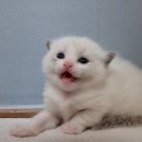 노블랙돌 이미지