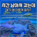 해양 | 해양생태과학관 후기 시흥 오이도 아이와가볼만한곳 아이랑 가면 무조건 좋아해요