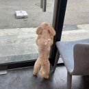 댕댕이미용실 이미지