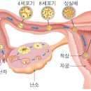 서울산부인과의원 네이버블로그