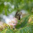 나비야놀자 이미지