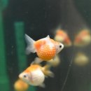 피쉬갤러리 천안점 이미지