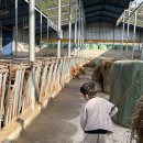 신흥한우농장 이미지