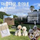 아름다운호야네 | [제주/아름다운 호야네] 제주도 서귀포 애견동반 숙소 내돈내산 재방문 후기 (+조식나오는 10만원대...