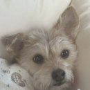 포키랑 함께하는 국내 여행 🐾 - 강원도