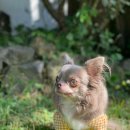 댕댕놀이터 아라점 이미지