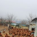 채율농장 | 채율농장 방사유정란을 드신후 이야기방