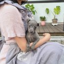 오독안심분양센터 강아지분양 고양이분양 광주점 이미지