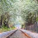 “눈꽃처럼 하얗게 피어난 봄 꽃나무” 5월에 가볼 만한 이팝나무 전국 명소 이미지