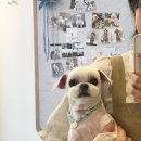 까꼬노라 네이버블로그