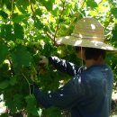 일한농장 이미지