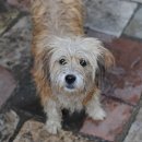 강아지와 산책 이미지