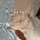 이** - 청도군 청도신기길 | 이**