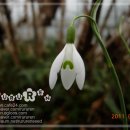 스노우드롭 이미지