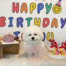 딩동댕독 이미지