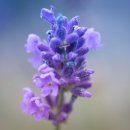 라벤더 이미지