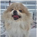 퍼피쌀롱 이미지