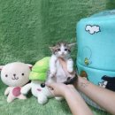 리얼펫강아지고양이분양