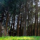 나무사이로 햇살이 이미지