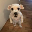 메밀고밀면 | 스노만 보러 태국까지 날아가는 여자가 돼...///