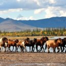 유목농장 이미지