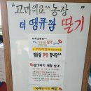 땡큐팜 | 김포 더땡큐팜딸기 체험농장 후기