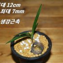 진주대평우체국 Daum카페