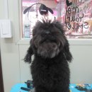 복슬 강아지미용실 이미지