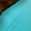 러블리 강아지 | [물품 정보]강아지 여름 필수품! 강아지 쿨매트 &lt;러블리게이즈&gt; 칠리매트 후기!