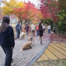 1찍자 2놀자 3뽑자 | [키녹 11월 프로그램] 이번 달, 우리 댕댕이랑 뭐하지?키녹호텔에서 놀자! 🐾