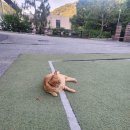 전원향기펜션 이미지