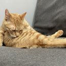 베베그루밍 이미지