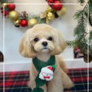 메이저독 이미지