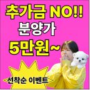 구미아메리칸숏헤어분양 테디럽 사랑스러운 무늬