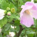 무궁화마트 이미지