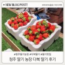 다복 | 청주 딸기농장 다복딸기 딸기 맛집 방문 추천 후기