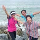 울진소나무 이미지