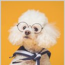 헬로우 독 이미지