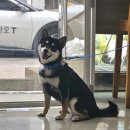 창원메디컬동물병원 이미지