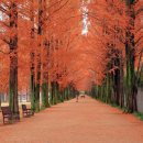 메타세쿼이아랜드 이미지