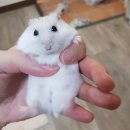 디에르 영등포점 | 와바미페어 2025 다녀왔어요 오바밥 햄스터 털 목걸이 소동물 박람회 후기