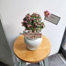 한샘농장 | 대전개업화분☆대전화분배송☆대전승진화분